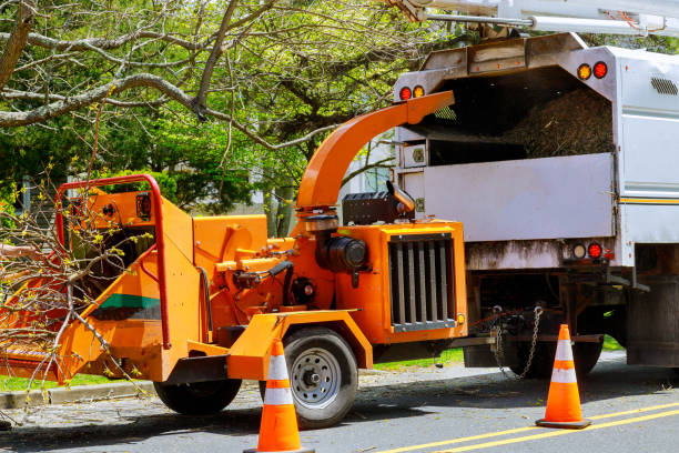 How Our Tree Care Process Works  in  Eustace, TX